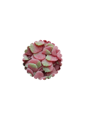 Fraises sucrée (100g)